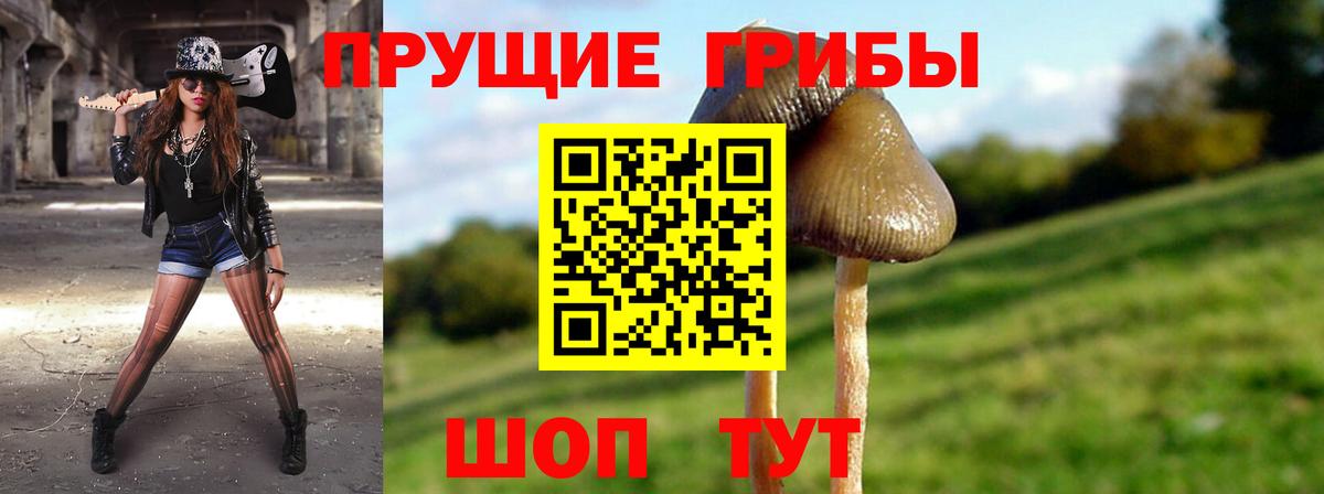 Псилоцибиновые грибы мицелий Тайшет